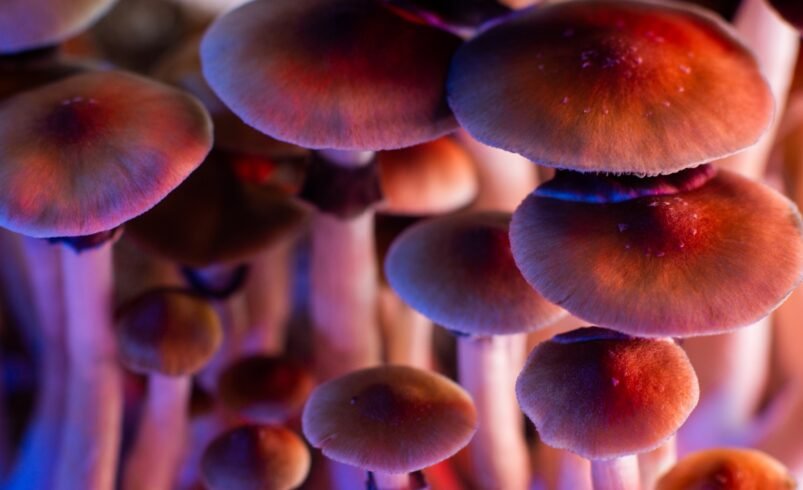 The Psychedelic Journey: A Timeline of Shroom Effects on The Body