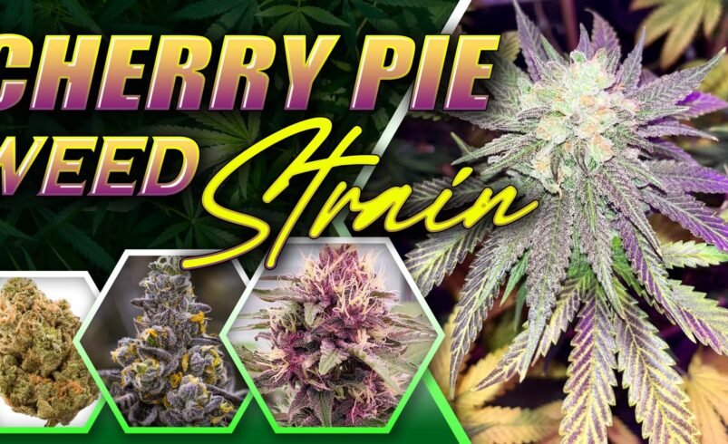Cherry Pie Weed Strain
