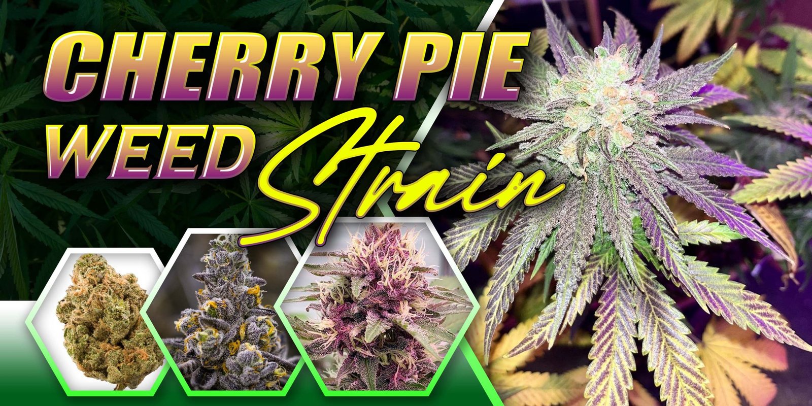 Cherry Pie Weed Strain in Jamaica: Jah Livity’s Top Choice with Delivery