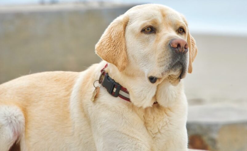 English Labradors