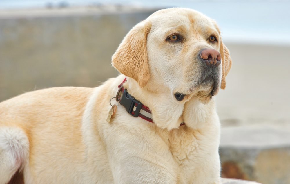 Types of Service Work: How English Labradors Assist Individuals