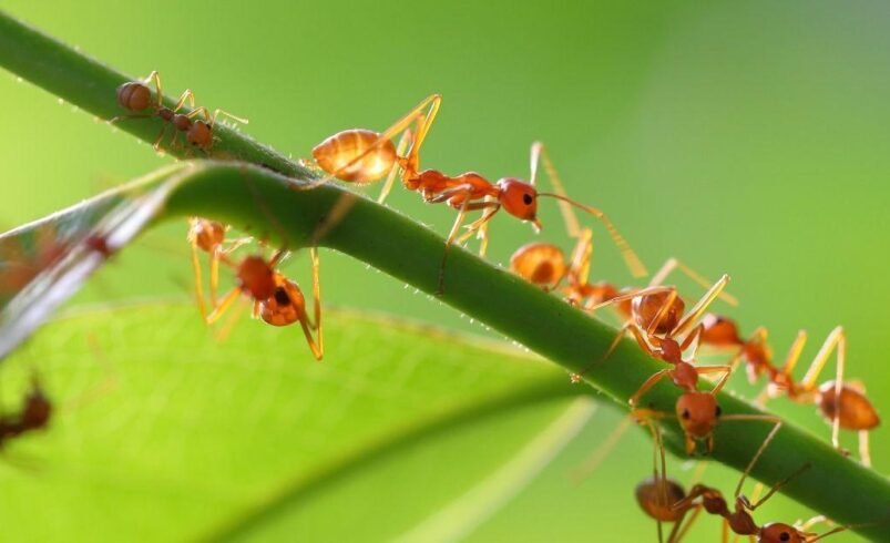 Protect Your New Home: The Essential Role of an Ant Exterminator for First-Time Buyers