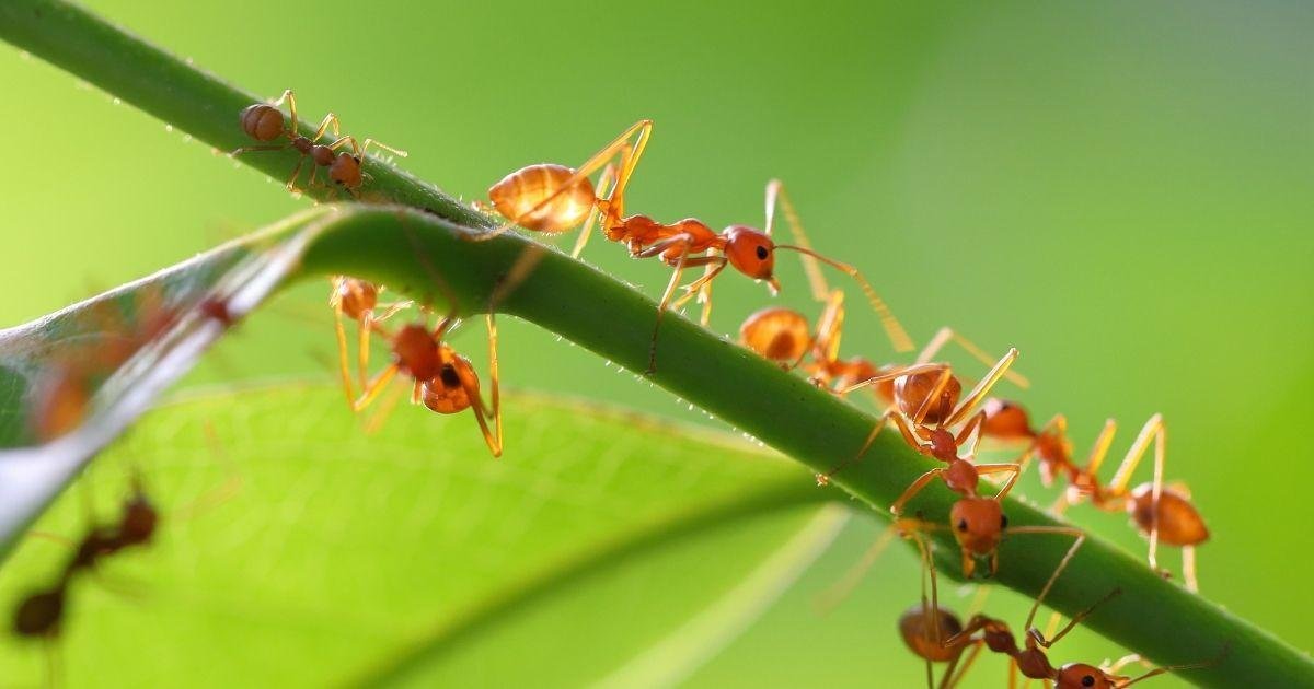 Protect Your New Home: The Essential Role of an Ant Exterminator for First-Time Buyers