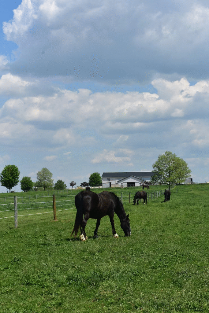 Modern Ranch Aesthetics