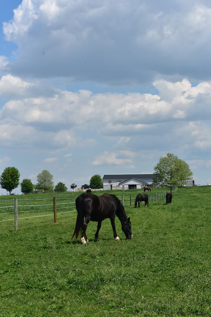 Modern Ranch Aesthetics: How to Blend Function and Style on Your Property