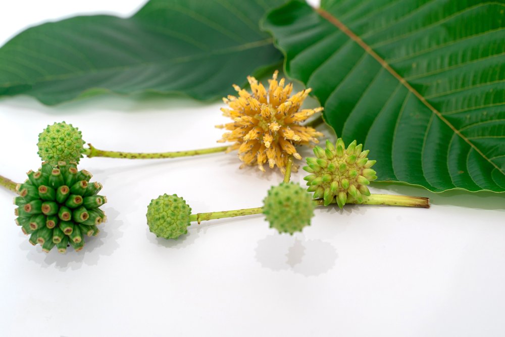 Types of Kratom: A Complete Guide to Veins, Strains, and Effects