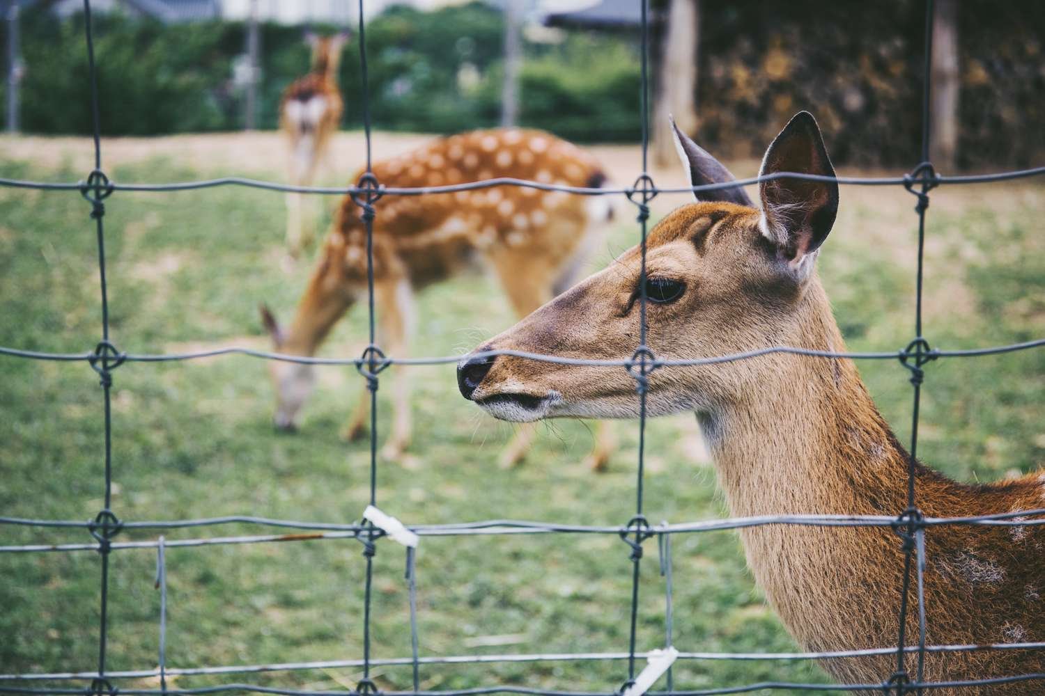 Tensioning Deer Fences: Why It Matters and How to Do It Right