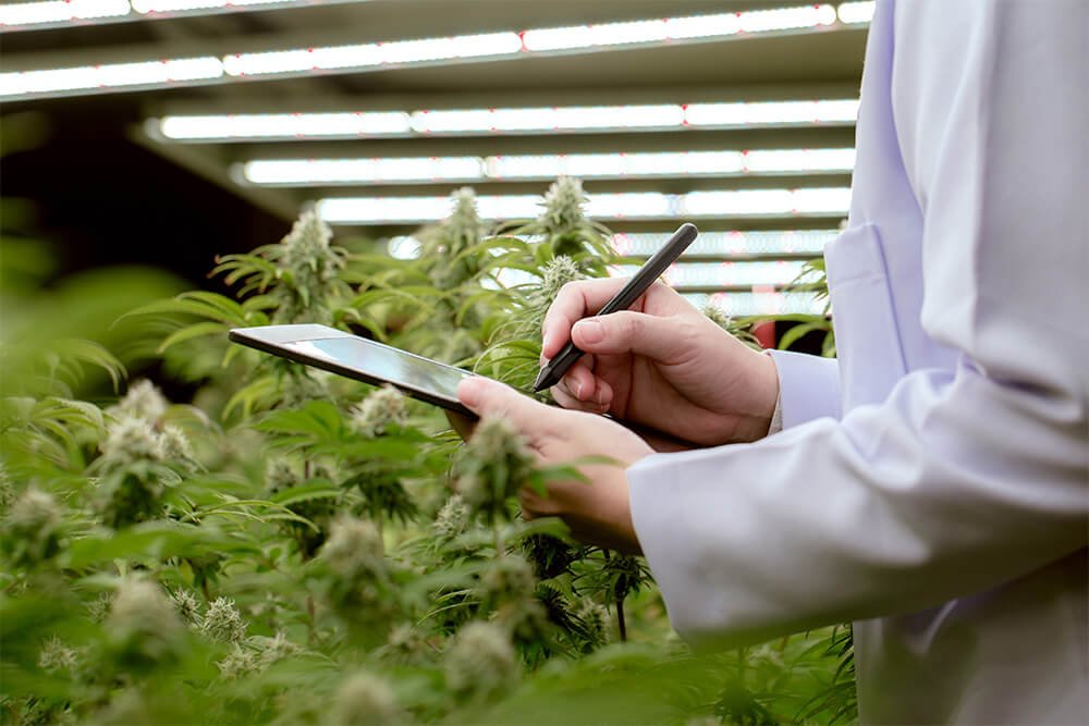 Before It Was Legal: What Cannabis Use Looked Like in NJ Pre-2021
