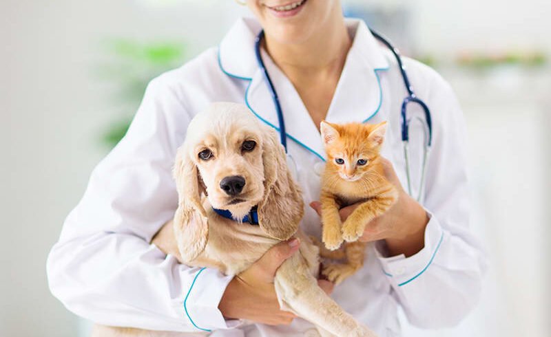 Pet Health