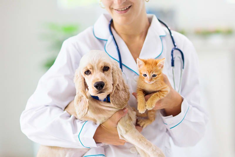Transforming Pet Health: Expert Care for Every Furry Friend