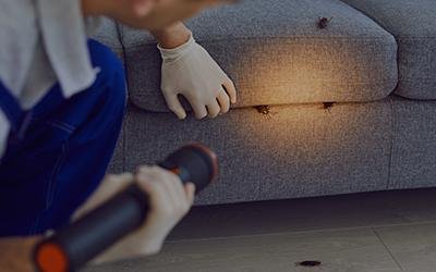 Termite Control Near Me – Protecting Your Home and Business Effectively