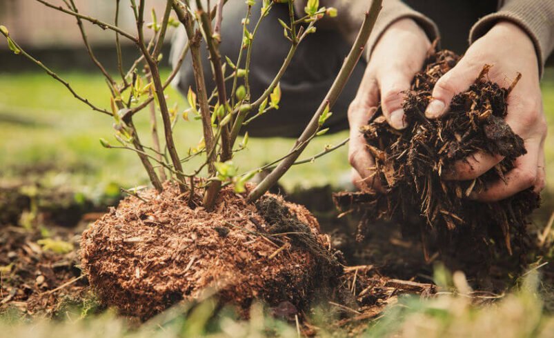 The Unsung Hero of Your Yard: Why Mulching Matters for Every Homeowner