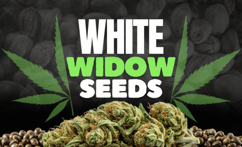 White Widow Seeds