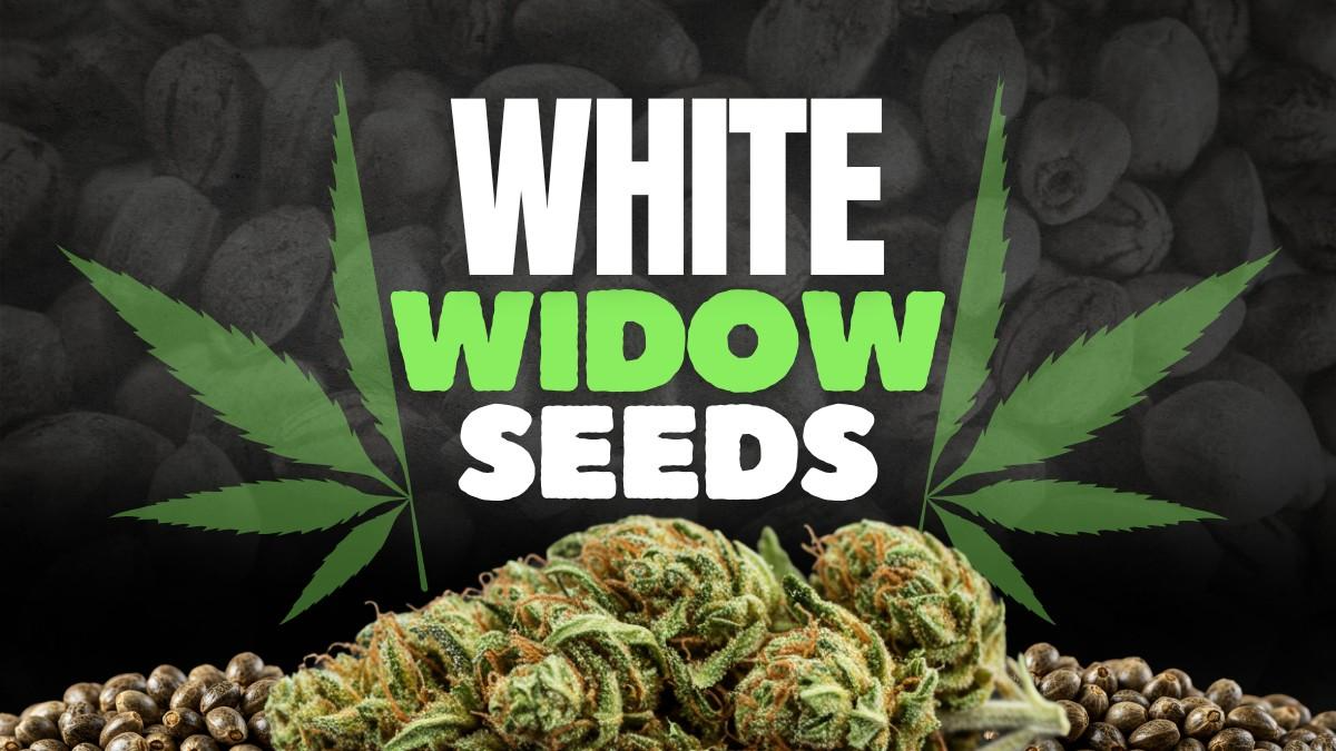 White Widow Seeds Info 2025: Origin, Growing Difficulty, Benefits, & Where to Buy             