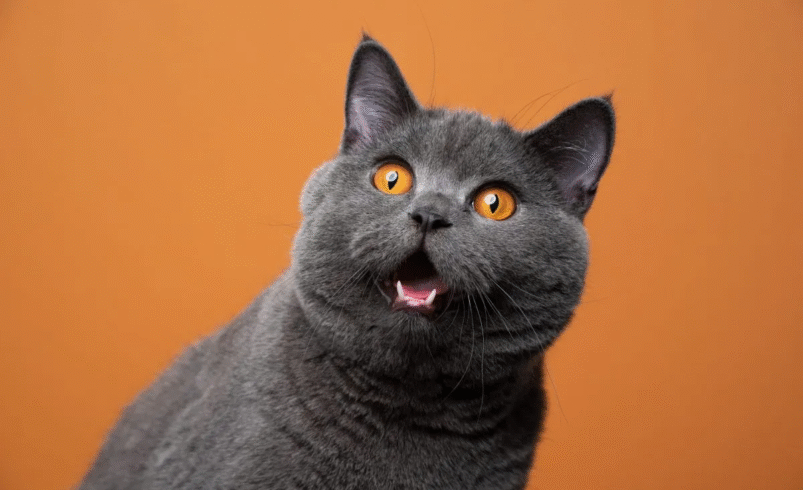 British shorthair vs munchkin cats: breed profiles, traits & care, and colours