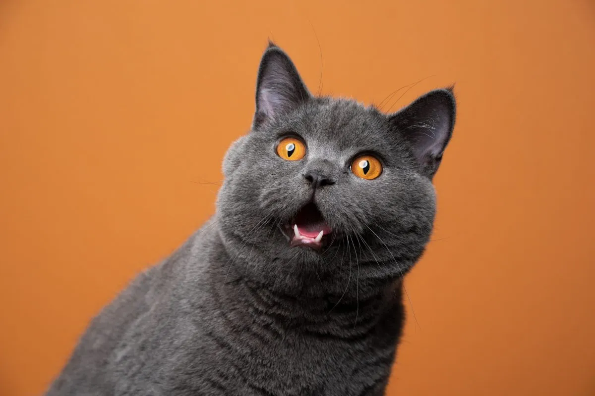 British shorthair vs munchkin cats: breed profiles, traits & care, and colours