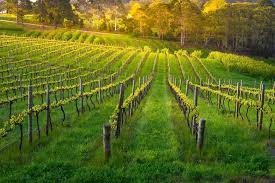 The Evolution of Wine Tourism in the Barossa Region