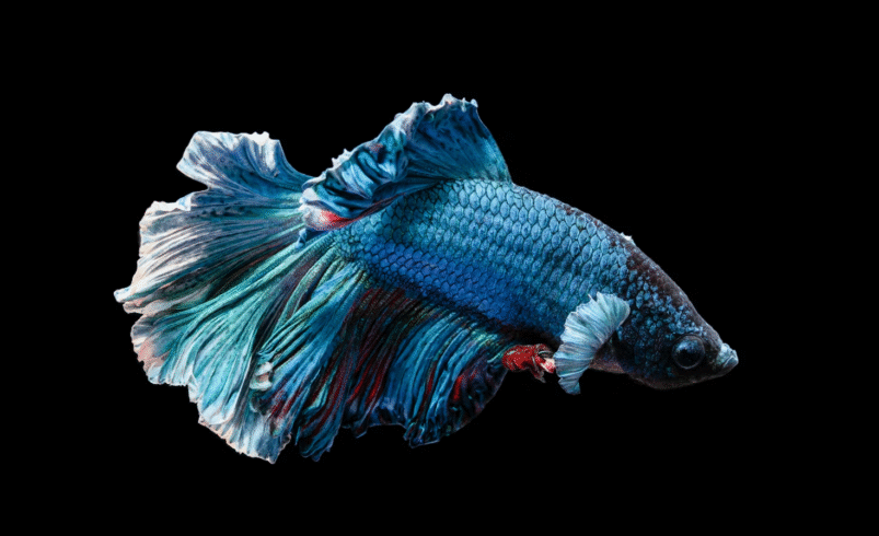 Male Elephant Ear Bettas