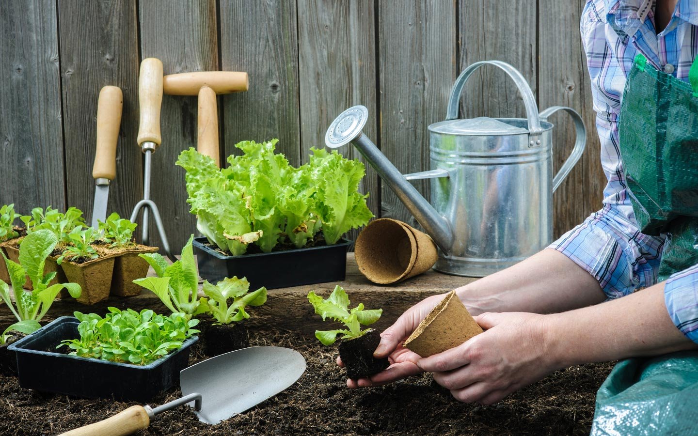 How Home Growing Becomes a Lifelong Passion Rather Than Just a Hobby